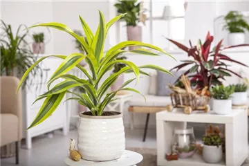 Die Pflege von Zimmerpflanzen Die Pflege von Zimmerpflanzen