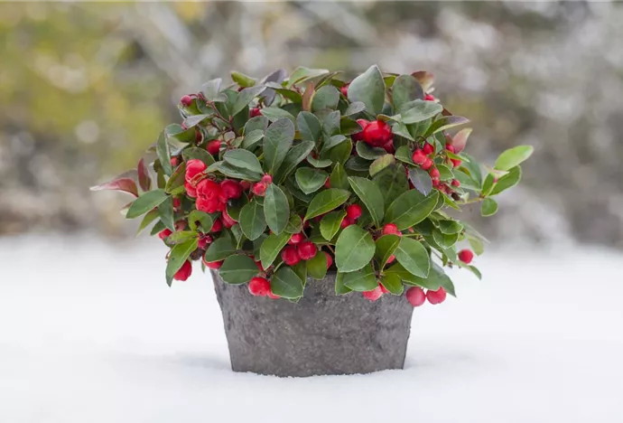 Gaultheria procumbens