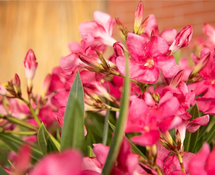 Nerium oleander, dunkelrosa