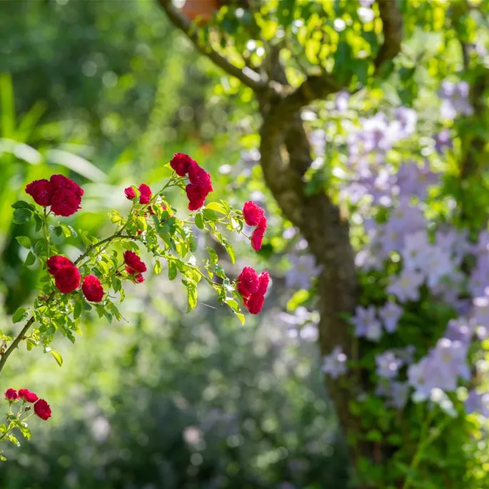 Kletterrose im Garten