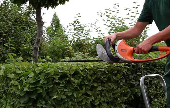 Hainbuche - Heckenförmig zurückschneiden Hainbuche - Heckenförmig zurückschneiden