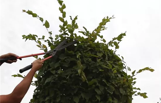Hainbuche - Kugelförmig zurückschneiden Hainbuche - Kugelförmig zurückschneiden
